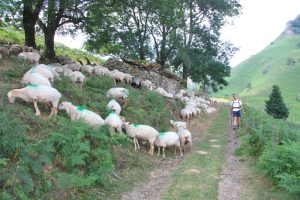Troupeaux de moutons