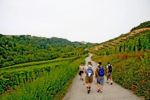 Les vignobles de Txakoli - pays basque
