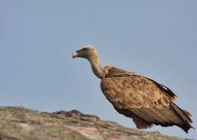 vautours fauves des Pyrénées