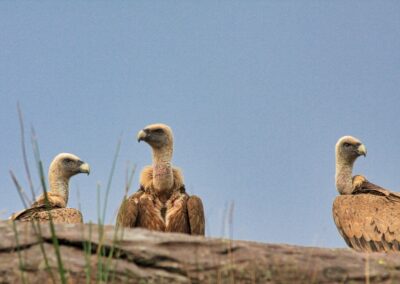 vautours fauves des Pyrénées