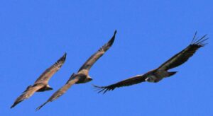 Randonnée a l'Haltzamendi