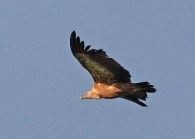 randonnée aux crêtes d'Iparla (vautours fauves ds Pyrénées)