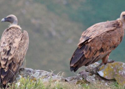 randonnée aux crêtes d'Iparla (vautours fauves ds Pyrénées)