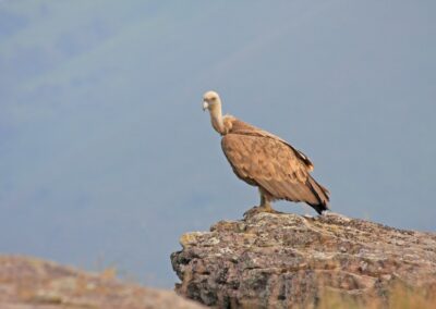 vautours fauves des Pyrénées