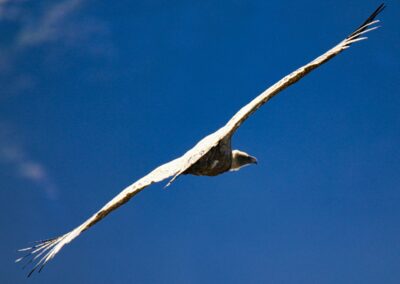 vautours fauves des Pyrénées
