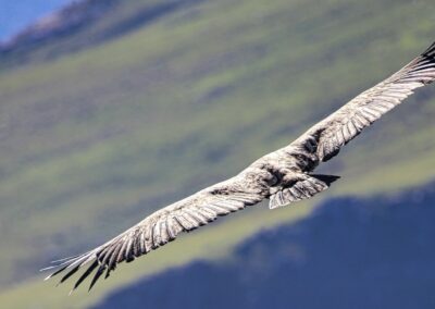 vautours fauves des Pyrénées