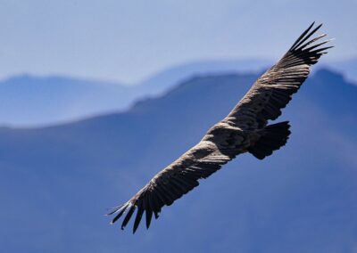 vautours fauves des Pyrénées