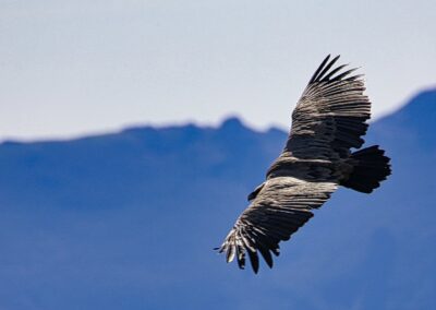 vautours fauves des Pyrénées