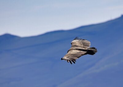 vautours fauves des Pyrénées