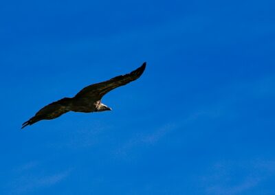 vautours fauves des Pyrénées