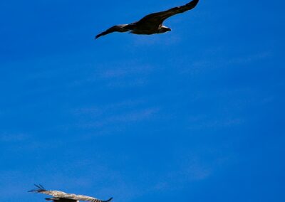 vautours fauves des Pyrénées