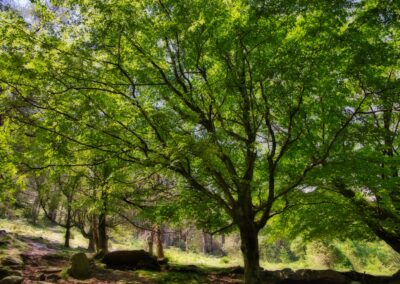 randonnées à la Rhune depuis le col de St Ignace