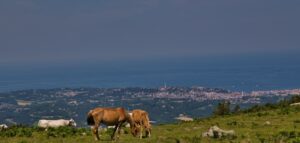randonnées à la Rhune depuis le col de St Ignace