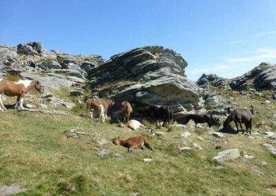 pottoks sur les flancs de la Rhune