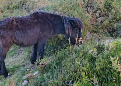 Pottol sur les flancs de la Rhune