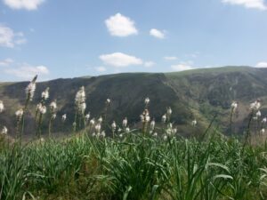 Asphodeles sur la route pour l'Irubelakaskoa
