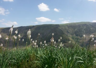 Asphodeles sur la route pour l'Irubelakaskoa
