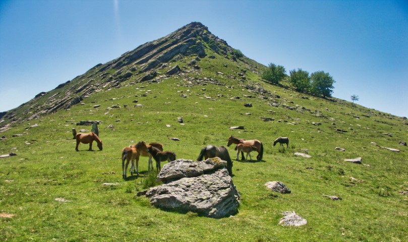 KONICA MINOLTA DIGITAL CAMERA Pottoks sur les flans de l'Alkuruntz