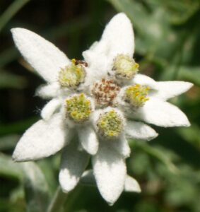 edelweiss