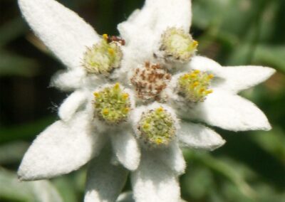 edelweiss