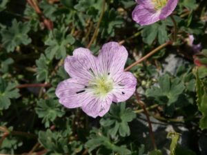 geranium