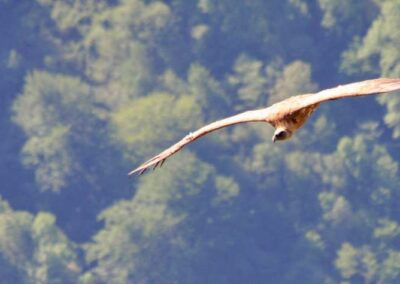 vautours fauves des Pyrénées