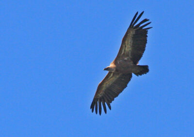 vautours fauves des Pyrénées