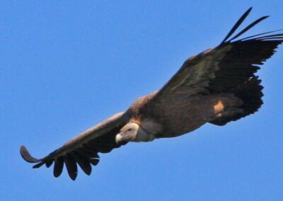 vautours fauves des Pyrénées