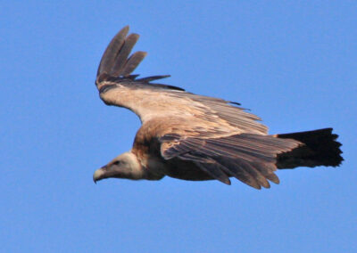 vautours fauves des Pyrénées