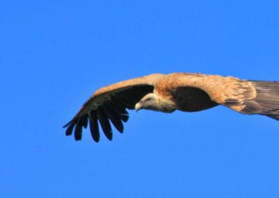 vautours fauves des Pyrénées