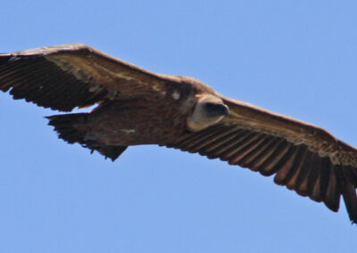 vautours fauves des Pyrénées