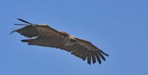 vautours fauves des Pyrénées
