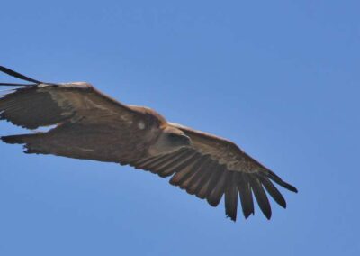 vautours fauves des Pyrénées