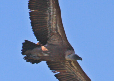 vautours fauves des Pyrénées