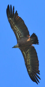 vautours fauves des Pyrénées