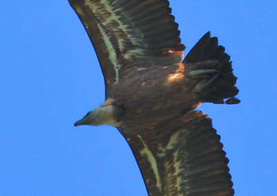 vautours fauves des Pyrénées