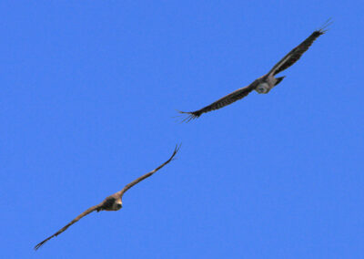 vautours fauves des Pyrénées