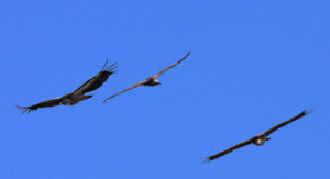 vautours fauves des Pyrénées