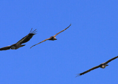 vautours fauves des Pyrénées