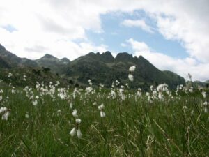 linaigrette