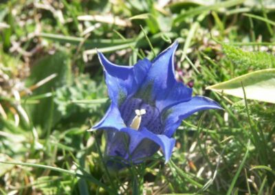 fleurs des pyrénées