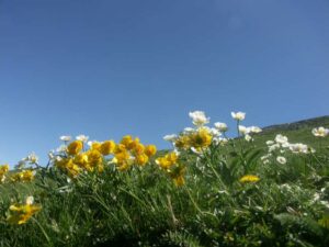 fleurs des pyrénées