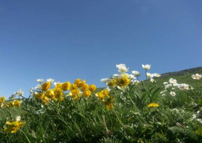 fleurs des pyrénées