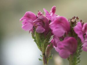 fleurs des pyrénées