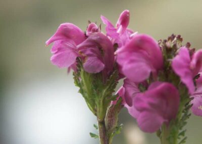 fleurs des pyrénées