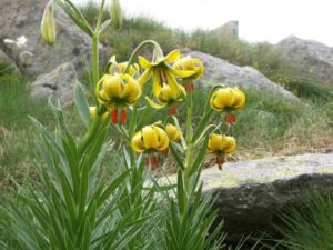 fleurs des pyrénées