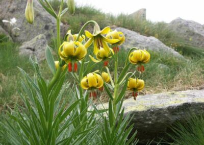 fleurs des pyrénées