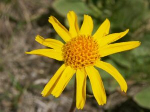 Arnica