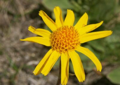 Arnica