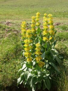 fleurs des pyrénées